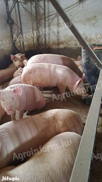 Eladó magyar nagyfehér hízók