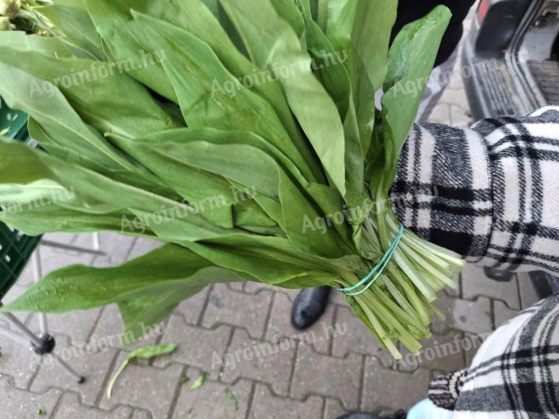 Medvehagyma eladó 2026 márciusától