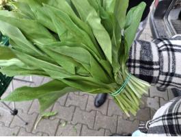 Medvehagyma eladó 2026 márciusától