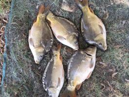 2 nyaras ponty és amur! (1000 Ft)