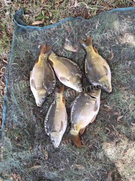 2 nyaras ponty és amur! (1000 Ft)