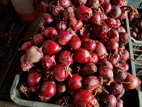 Közepes méretű Red Rock F1 lilahagyma eladó Közepes méretű Red Rock F1 lilahagyma eladó