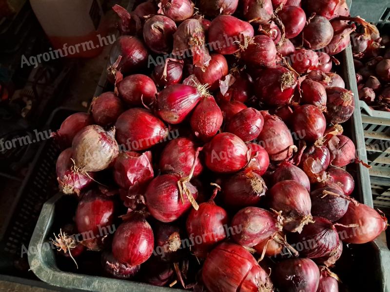 Közepes méretű Red Rock F1 lilahagyma eladó