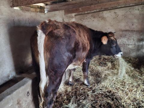 Felvásárlot keresek