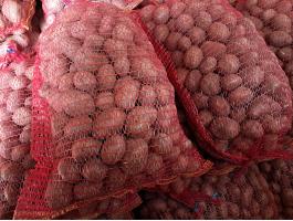 Deesire közepes méretű burgonya eladó