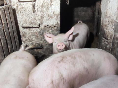 Háztáji hízó eladó Háztáji hízó eladó