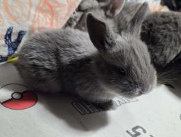 Nyuszik szerető gazdit keresnek