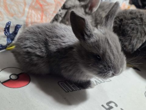 Nyuszik szerető gazdit keresnek