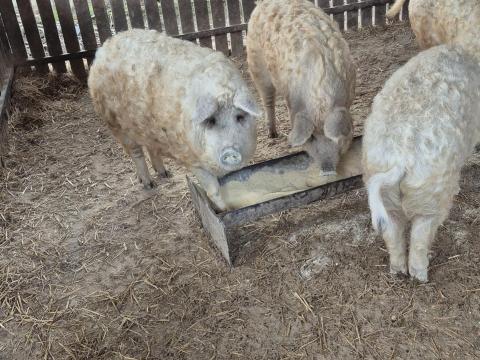 Fajtatiszta szőke mangalica hízók, 2 db