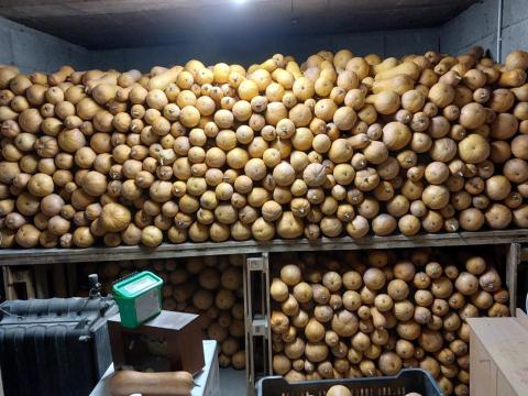 Kanadai sütötök eladó