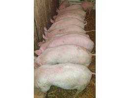 Eladó magyar nagyfehér és F1 malacok