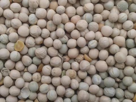 Takarmányborsó vetőmag 2. fok Orchestra