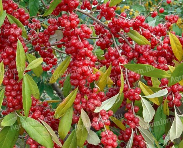 Kerti növények 2026 tavaszi ültetéshez