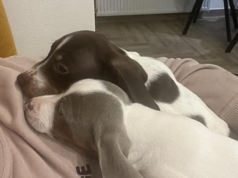 Törpe tacskó kiskutyák