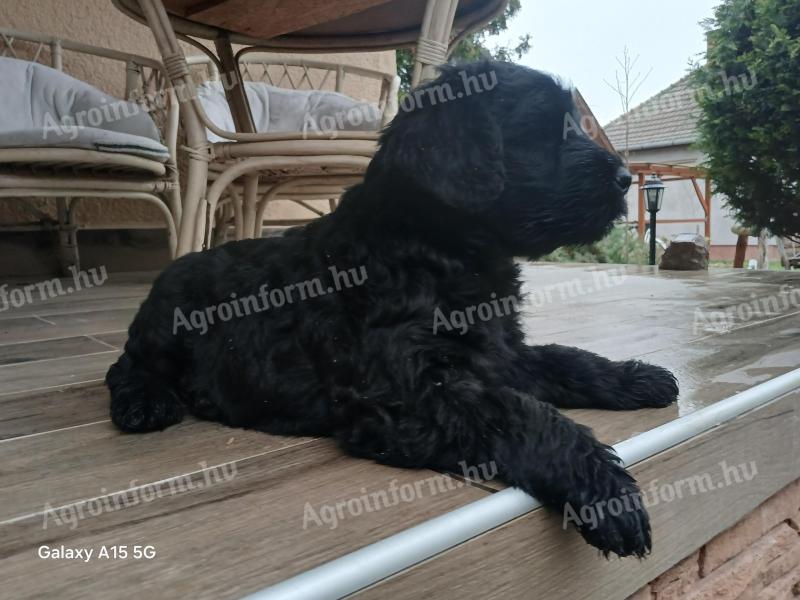 Óriás schnauzer kiskutyák gazdit keresnek