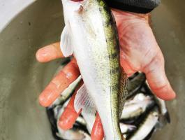 Pontyot,  süllőt,  extra pontyot keresek