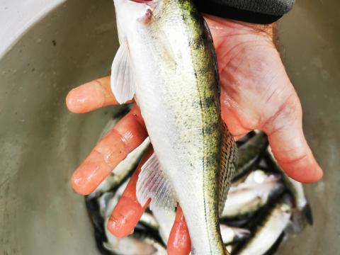 Pontyot,  süllőt,  extra pontyot keresek