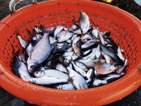 Csukát és keszeget keresek