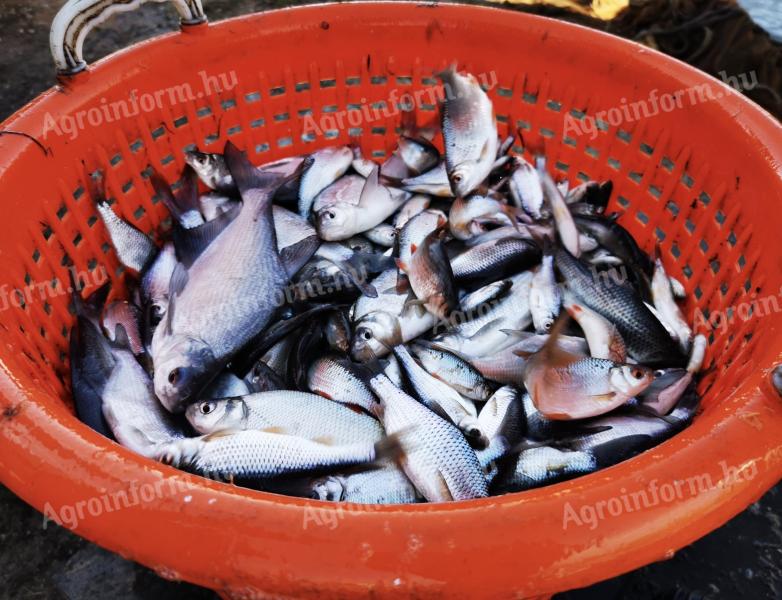 Csukát és keszeget keresek