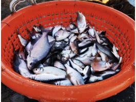 Csukát és keszeget keresek