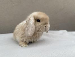 Lógófülű törpenyúl