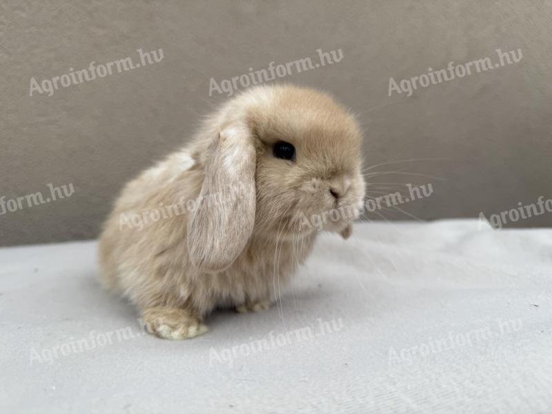 Lógófülű törpenyúl