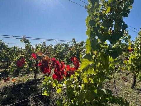 Kékfrankos szőlőültetvény eladó