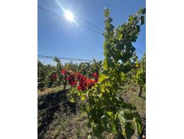 Kékfrankos szőlőültetvény eladó