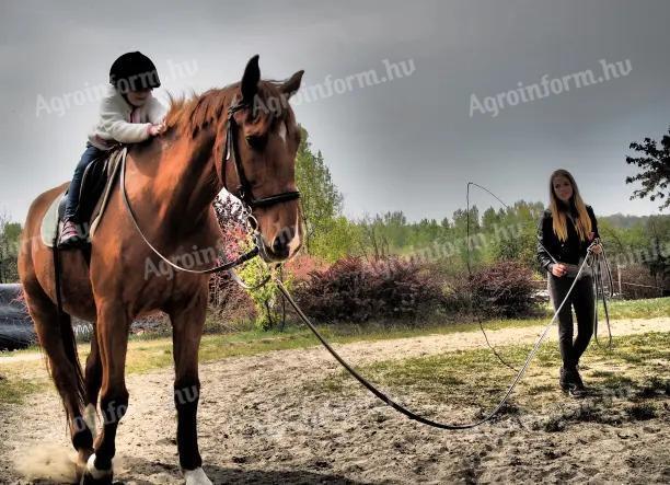 Lovasoktatót keresünk márciusi kezdéssel