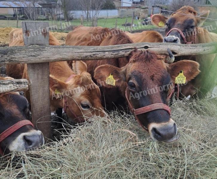 Eladó Jersey üsző tehenek