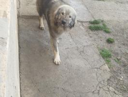 Sarplaninac kiskutya