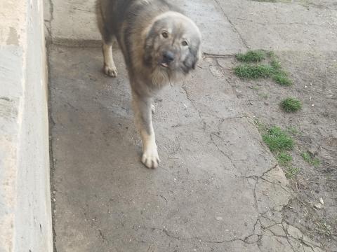 Sarplaninac kiskutya