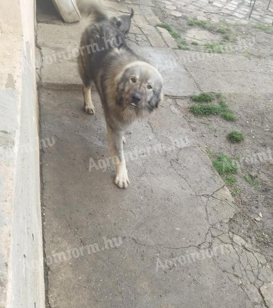 Sarplaninac kiskutya