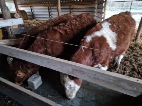 Eladó borjak, magyartarka és Limousin húsmarhák