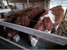 Eladó borjak, magyartarka és Limousin húsmarhák