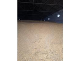 Kukorica eladó nagyobb tételben