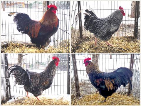 Háztáji nagyméretű kakasok 4,5 kg