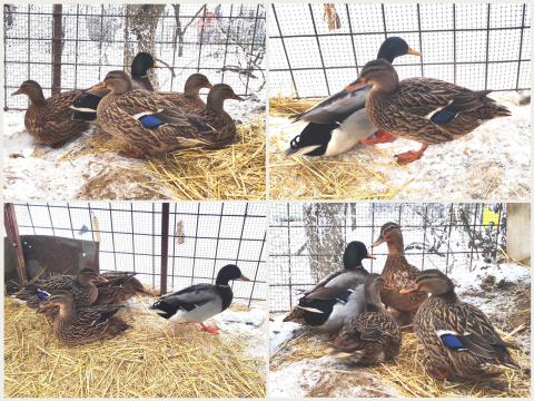 Tőkés réce, vadkacsa, tiszta vérű, szabad kelésű