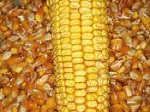 Kukorica