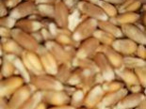 Búza zsákolva eladó