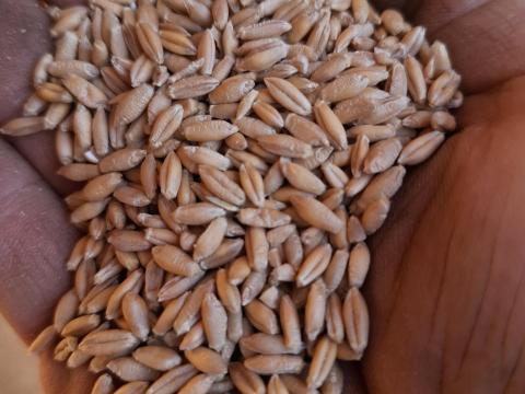 Tritikálé készleten elérhető cca 50 tonna