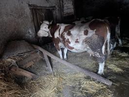 Vemhes magyartarka tehén eladó