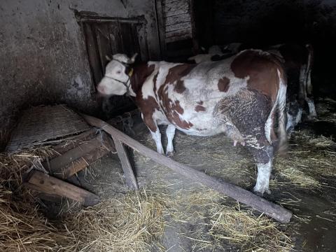 Vemhes magyartarka tehén eladó