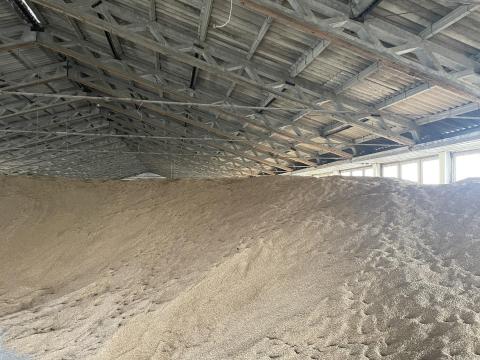 2025. évi SU Liborius fajta tritikálé eladó