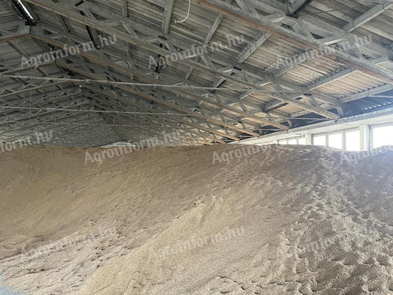 2025. évi SU Liborius fajta tritikálé eladó