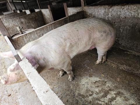 Eladó 5 éves koca – szalámikhoz, kolbászhoz, 280 kg