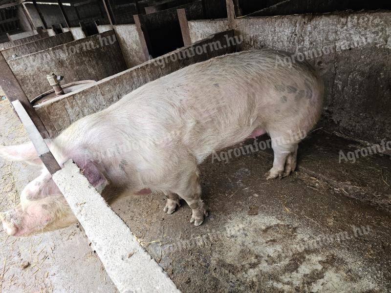 Eladó 5 éves koca – szalámikhoz, kolbászhoz, 280 kg