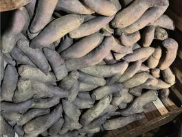 Étkezési hengeres cékla nagy tételben eladó