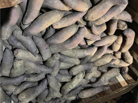 Étkezési hengeres cékla nagy tételben eladó