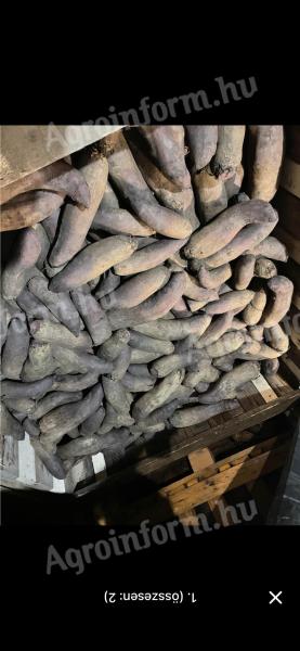 Étkezési hengeres cékla nagy tételben eladó
